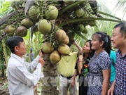 Máy thay người tìm trái dừa sáp