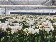 Trung tâm Thử nghiệm và Ươm tạo Công nghệ đẩy mạnh sản xuất nông nghiệp theo hướng hữu cơ