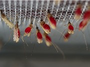 Thử nghiệm thành công vắc-xin sốt rét từ ký sinh trùng sốt rét sống