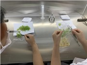 Nhân giống hoa đồng tiền bằng nuôi cấy mô tối ưu tỉ lệ sống