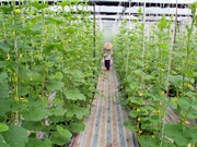 Quy hoạch mạng lưới tổ chức KH&CN công lập địa phương: Còn nhiều rào cản