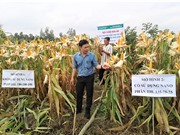 Chế phẩm "đánh thức" hạt giống