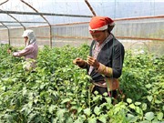Hơn 2.300 mô hình ứng dụng, chuyển giao tiến bộ KH&CN cho vùng dân tộc thiểu số