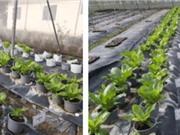 Sử dụng trấu làm chất mang mới trong sản xuất chế phẩm vi sinh