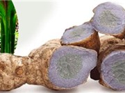 Nghiên cứu hoạt tính kháng viêm của nghệ tím