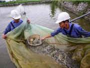 Lạm dụng kháng sinh trong chăn nuôi: Khi nào chấm dứt?