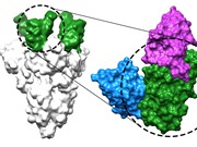 Kháng thể nano có khả năng ngăn chặn virus SARS-CoV-2