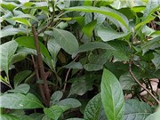Phương pháp chiết hợp chất hỗ trợ điều trị tiểu đường từ cây lá đắng