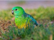 Động vật thay đổi hình dạng để thích nghi biến đổi khí hậu