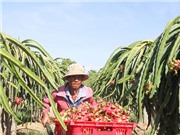 Bảo hộ chỉ dẫn địa lý ở Nhật Bản: Cơ hội mới cho thanh long Bình Thuận