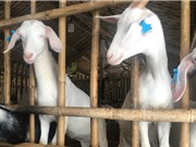 Nhân nuôi giống dê lai hiệu quả cao