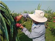 Nhật Bản bảo hộ chỉ dẫn địa lý cho sản phẩm thanh long Bình Thuận