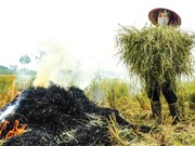 Ước tính hệ số phát thải từ hoạt động đốt rơm rạ ở Hà Nội