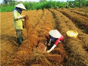 Để nông nghiệp là trụ đỡ vững chắc của nền kinh tế