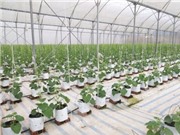 Viện Nghiên cứu và Phát triển vùng xây dựng "Chương trình phát triển KH&CN giai đoạn 2021 - 2025, định hướng đến năm 2030" cho huyện Đầm Hà, tỉnh Quảng Ninh