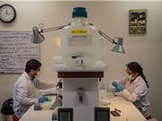 COVID khiến nhiều nhà nghiên cứu giảm năng suất và kiệt quệ tinh thần