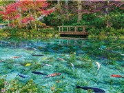 Monet’s Pond: Tuyệt tác thiên nhiên