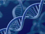 Phát hiện gene làm tăng gấp đôi nguy cơ suy hô hấp do COVID-19