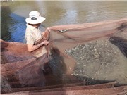 Mô hình sinh kế dựa vào mùa nước nổi giúp nông dân tăng thu nhập đến 150% 