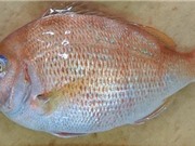 Nhật Bản bán cá tráp chỉnh sửa gene