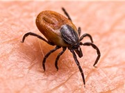 Hy vọng phòng ngừa bệnh Lyme bằng vaccine mRNA
