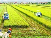 Tăng lượng mưa vào mùa đông và mùa xuân sẽ làm giảm lợi tức nông nghiệp