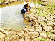 Dự báo mặn xâm nhập sớm ở đồng bằng Sông Cửu Long