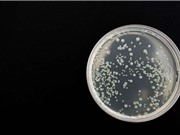 Sản xuất kháng sinh mới bằng chỉnh sửa gen