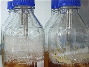 Nhân sinh khối nấm Thượng Hoàng quy mô công nghiệp