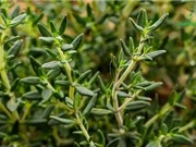 Tìm ra cách sinh tổng hợp các hợp chất trong thảo mộc