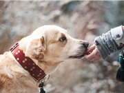 Giun ký sinh ở chó, mèo có thể lây sang người