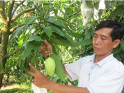 Nâng cao tiêu chuẩn chất lượng nông sản: Giải bài toán tắc nghẽn nông sản