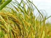 Hải Dương: Trồng lúa hữu cơ kết hợp nuôi rươi 