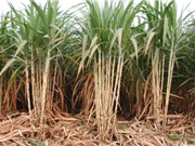 Sản xuất thử nghiệm 2 giống mía mới K88-92 và K88-200 tại một số tỉnh vùng Đồng bằng sông Cửu Long