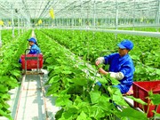 Giải bài toán giá nông sản sạch