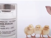 Chế phẩm phòng bệnh dịch tả heo châu Phi từ tế bào nấm men