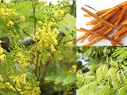 Hỗn hợp hoạt chất kháng viêm từ cây Tô mộc