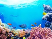 Mỹ: Hướng đạo sinh góp phần khôi phục rạn san hô 