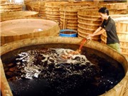Ứng dụng vi khuẩn lactic: Rút ngắn thời gian sinh hương của nước mắm