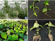 Vườn bảo tồn cây đầu dòng các giống hồ tiêu