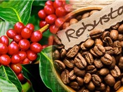 Lập bộ dữ liệu về hệ vi sinh rễ cây cà phê Robusta ở Tây Nguyên