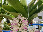 Bình trồng lan bán thủy canh: Đơn giản hóa việc chăm sóc
