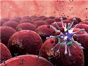 Vaccine tế bào T: Hy vọng cho những người có hệ miễn dịch suy yếu