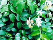 Nghiên cứu khả năng phòng chữa bệnh gút của cây chè vằng 