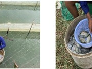 Phòng trị bệnh liên cầu khuẩn cho cá rô phi bằng thảo dược