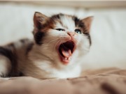 Tại sao ngáp dễ lây ở tất cả các loại động vật