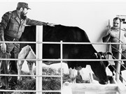 Con bò kỳ diệu của Fidel Castro