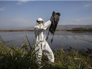 Bùng phát dịch cúm gia cầm H5N1 trên toàn cầu 