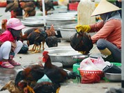 Mối nguy vi sinh vật trong các loại thịt
