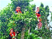 Lịch sử Trà Việt Nam